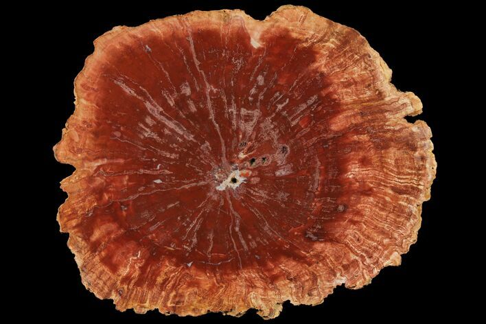 Petrified Horsetail (Calamites?) From Madagascar - Rare! #131791